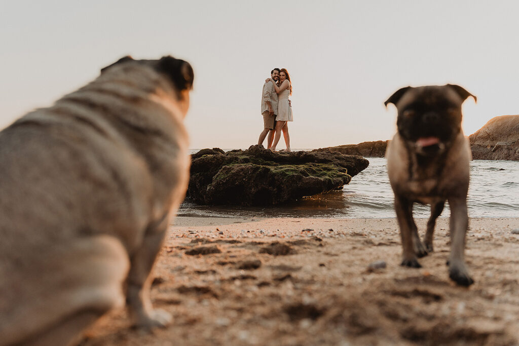 Sesión de pareja en Mazatlán de Xiomara y Alejandro junto al mar encuadrados por sus perros pug